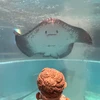 ちゃっか