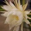 おによめ