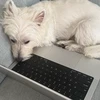 アゲアゲエブリナイト