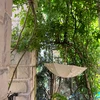 hamumariwa