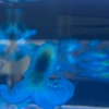 ちゃま
