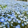 朔