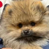 ゆこ