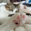 りらのん