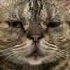 しろあん
