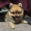 れん