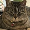 ポテト