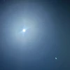 麝香葡萄