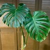 秀緒