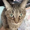 しおん