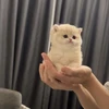 小見