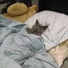 和果