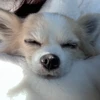 ruru