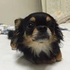 Risa