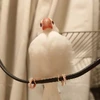 はむちゃん