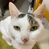 yuki