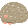 サバクキンモグラ