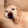 あんまん