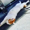 みそ