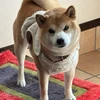 シーー