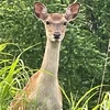犬犬そば