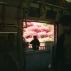 皓