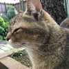 Shima