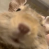 わかもも