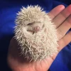 りん