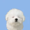 もち
