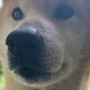 ひーくん
