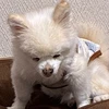だに