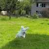駆け抜ける犬