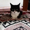 みかりん