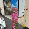 神木スカン