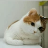 ののの