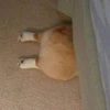 いぬ