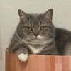 きょうこ