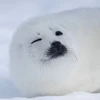 ひまなやつ