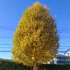 Yup