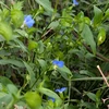 Tsuyukusa