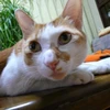 densuke05
