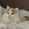 unicorn_okdtmo