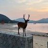 ババヤガ