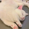 ほよか