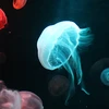 userwMrxDDurC26