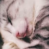 南田猫日