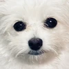 AYAKIE