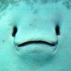 いもじゃ