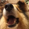 ニッシー